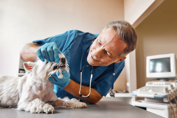 Best Emergency X-Rays and Diagnostics in Pontotoc, MS